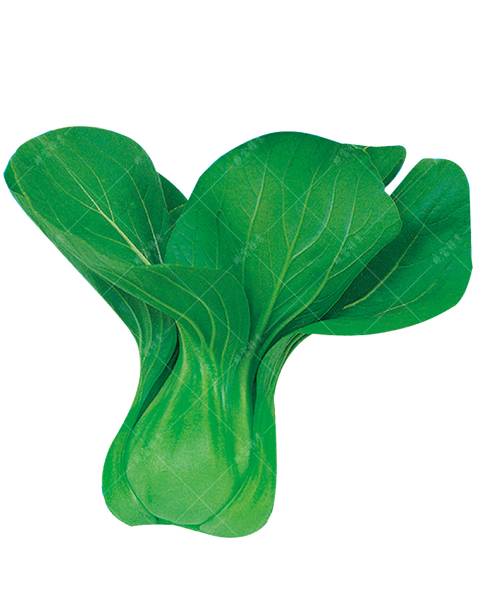 1557817756258891.jpg 全勝.jpg