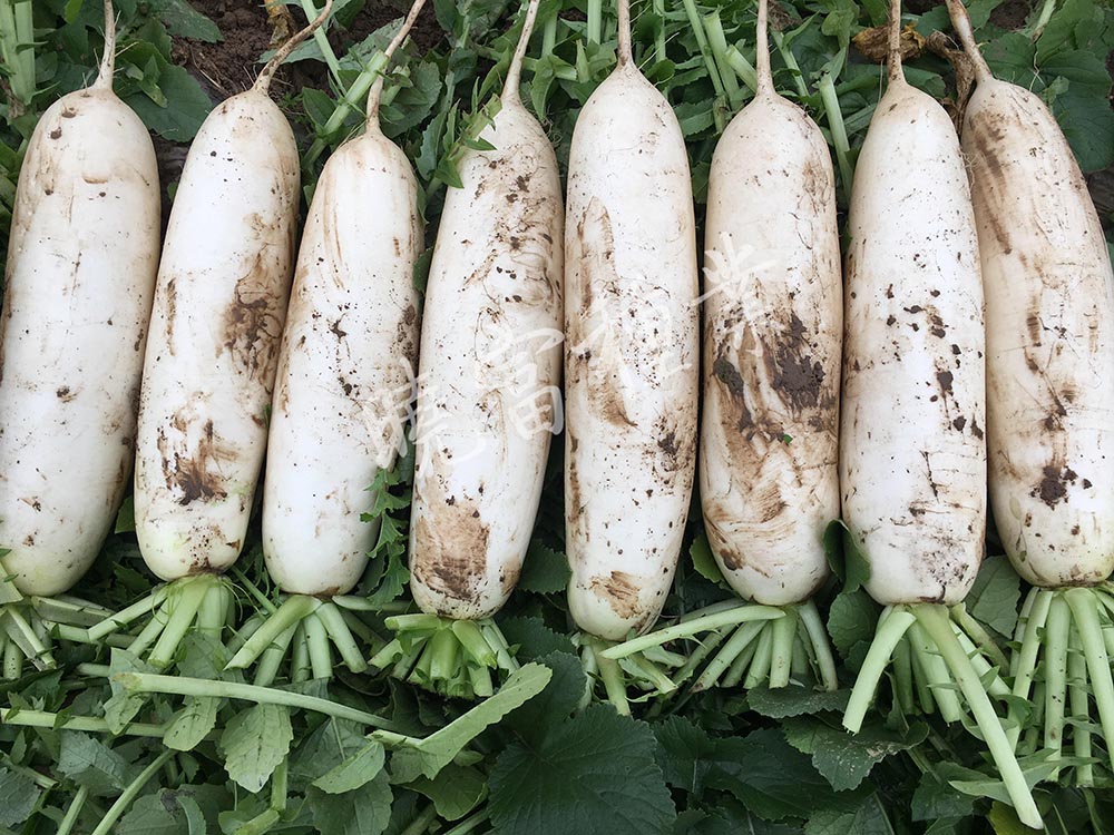 1585790047800735.jpg 04.jpg